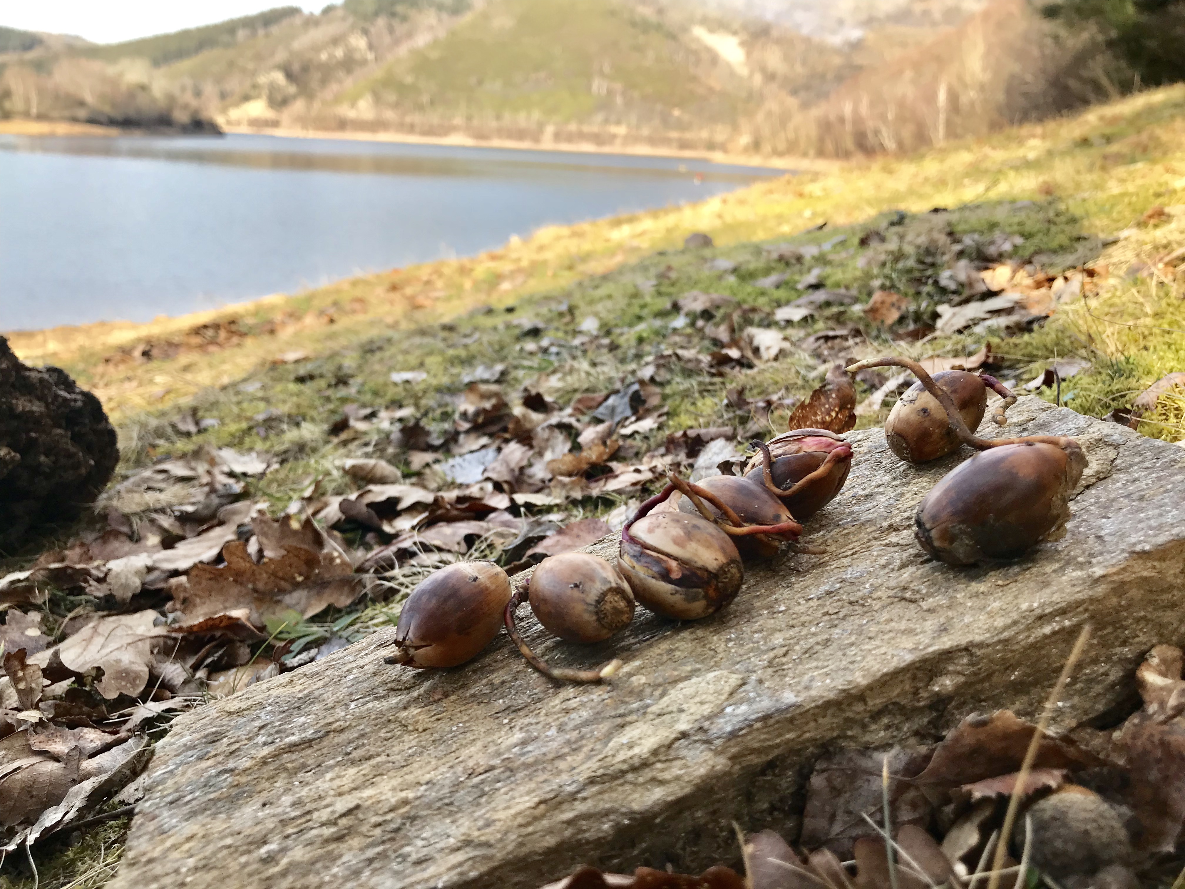 stephane-chaudesaigues-mallet-cantal