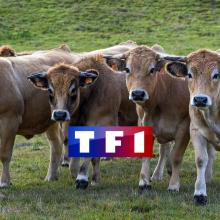 tf1-stephane-chaudes-aigues-aubrac-cantal-cavd