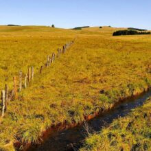 Cantal : l’Aubrac officiellement reconnu Parc Naturel Régional