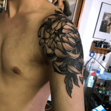 Un chrysanthème venu de l’Empire du Soleil levant