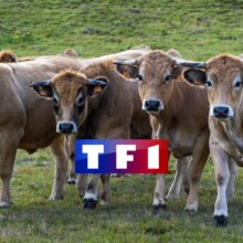 En 2021, un premier zoom sur l’Aubrac bientôt diffusé sur TF1