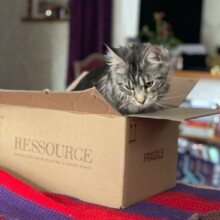 Peinture et préparation : des chats et des hommes