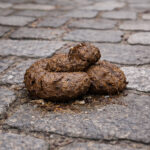 Amas de déjections canines sur des pavés du centre de Chaudes-Aigues