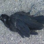 Corbeau mort au sol à Chaudes-Aigues, image illustrant une chronique sur la trahison et la parole en milieu rural