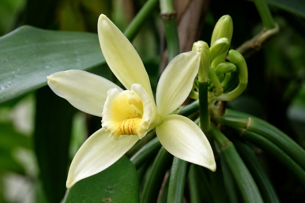 Fleur de vanille (Vanilla planifolia), l'orchidée dont est issue la célèbre gousse de vanille, évoquée parmi les pistes de valorisation de la géothermie à Chaudes-Aigues.