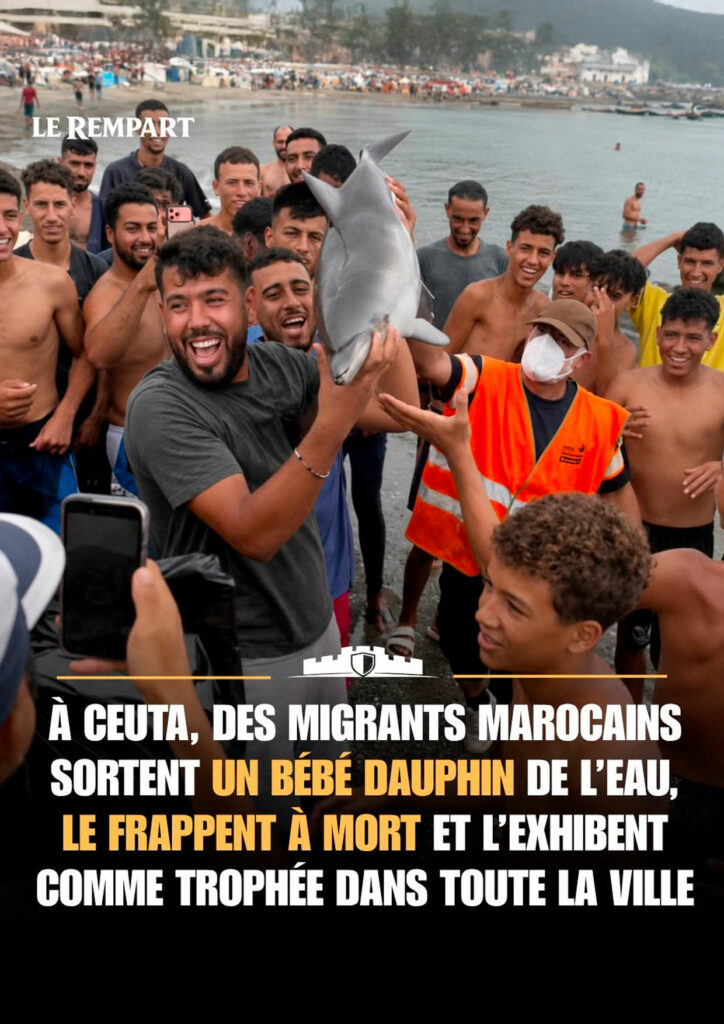 Jeune dauphin tenu par un groupe sur une plage de Ceuta après l’entrée massive de migrants